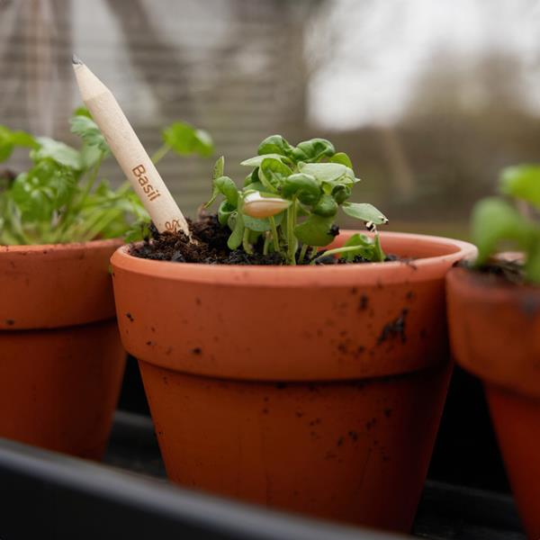 Lápis Sprout de Madeira que Ganha uma Nova Vida após o uso para Personalizar