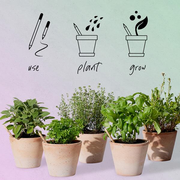 Lápis Sprout de Madeira que Ganha uma Nova Vida após o uso para Personalizar