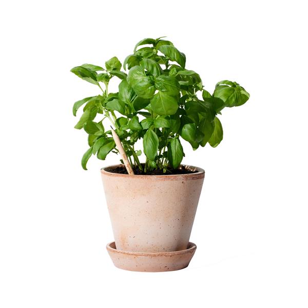 Lápis Sprout de Madeira que Ganha uma Nova Vida após o uso para Personalizar