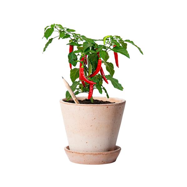 Lápis Sprout de Madeira que Ganha uma Nova Vida após o uso para Personalizar