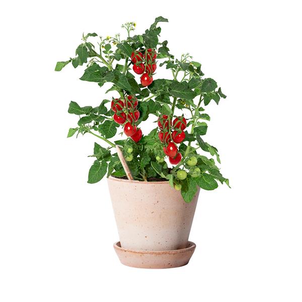 Lápis Sprout de Madeira que Ganha uma Nova Vida após o uso para Personalizar