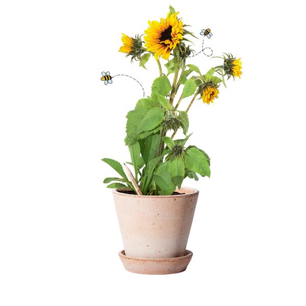 Lápis Sprout de Madeira que Ganha uma Nova Vida após o uso para Personalizar