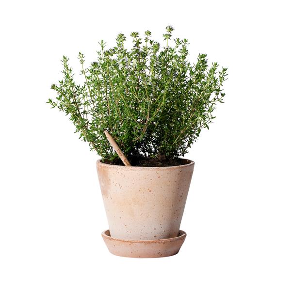 Lápis Sprout de Madeira que Ganha uma Nova Vida após o uso para Personalizar